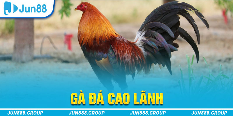 98 win tai game vua bai ve may tinh