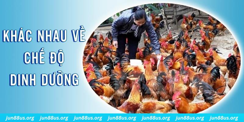 98 win Đại Chiến Đỏ Đen