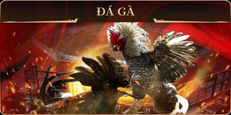 98 win đá gà trực tiếp campuchia