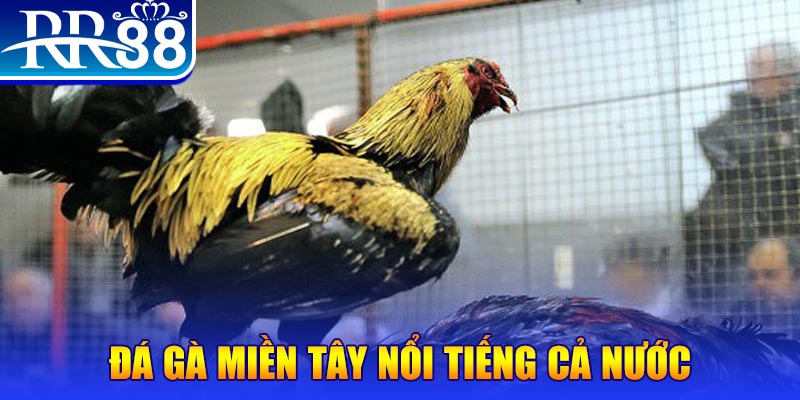 98 win đá gà 88